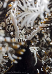 Criniod squat lobster. Lembeh straits. D200, 60mm. by Derek Haslam 